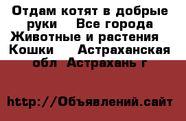 Отдам котят в добрые руки. - Все города Животные и растения » Кошки   . Астраханская обл.,Астрахань г.